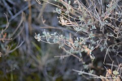 Coronilla minima lotoides