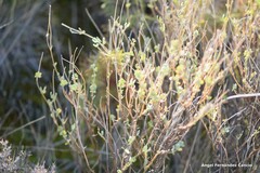 Coronilla minima lotoides