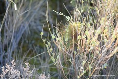 Coronilla minima lotoides