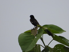 Euplectes albonotatus