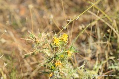 Scolymus hispanicus