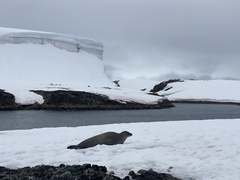 Leptonychotes weddellii