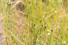 Bituminaria bituminosa