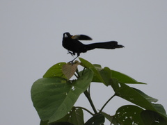 Euplectes albonotatus