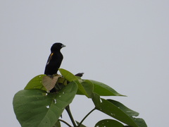 Euplectes albonotatus