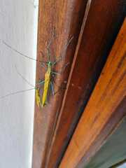 Tithonophasma tithonus