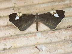 Macrosoma subornata