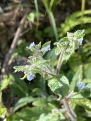 Thyrocarpus sampsonii