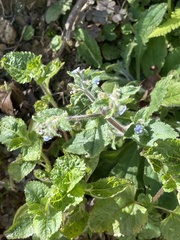 Thyrocarpus sampsonii