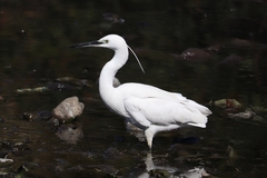 Egretta garzetta