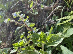 Thyrocarpus sampsonii