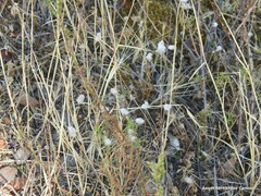 Aegilops triuncialis