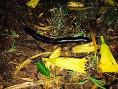 Archispirostreptus syriacus