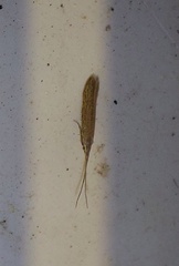 Coleophora texanella