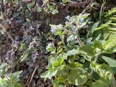 Thyrocarpus sampsonii