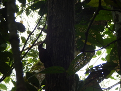 Xiphocolaptes albicollis