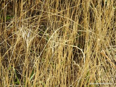 Aegilops triuncialis