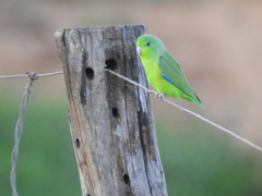 Forpus xanthopterygius