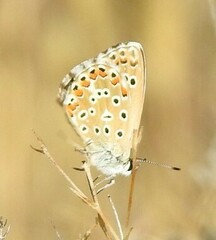 Polyommatus bellargus