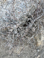 Eriogonum wrightii nodosum