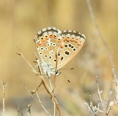 Polyommatus bellargus