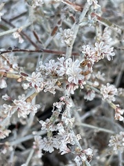 Eriogonum wrightii nodosum