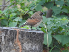 Agelaioides fringillarius