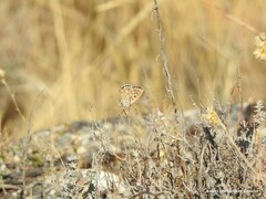 Polyommatus bellargus