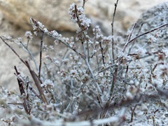 Eriogonum wrightii nodosum