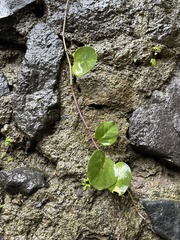 Capparis orientalis