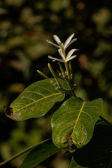 Saba senegalensis