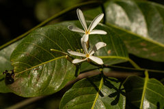 Saba senegalensis