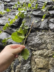 Capparis orientalis