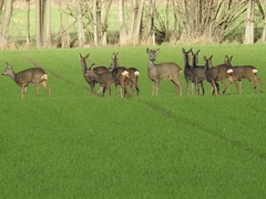 Capreolus capreolus