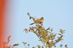 Prinia
