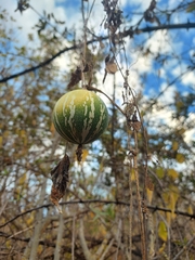 Cucurbita argyrosperma