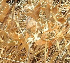 Polyommatus albicans
