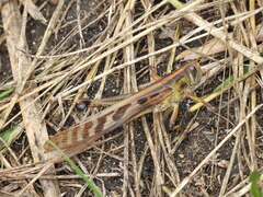 Nomadacris septemfasciata