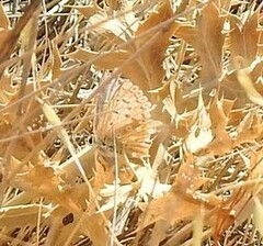 Polyommatus albicans