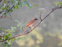 Agelaioides fringillarius