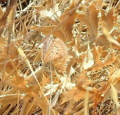 Polyommatus albicans