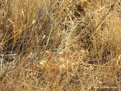 Polyommatus albicans