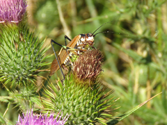 Scaphura elegans