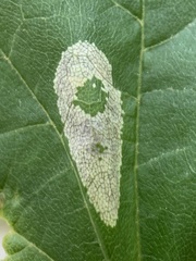 Phyllonorycter trinotella