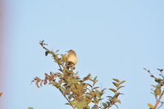 Prinia