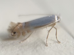 Phyllonorycter trinotella