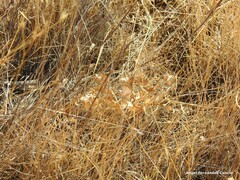 Polyommatus albicans