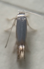 Phyllonorycter trinotella