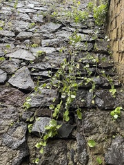 Capparis orientalis