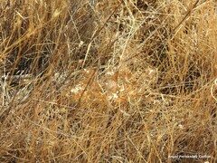 Polyommatus albicans